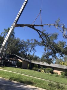 tree removal 